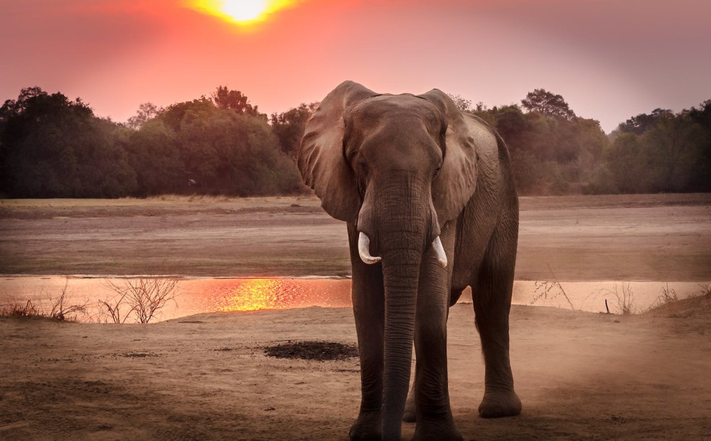 blog conociendo al elefante
