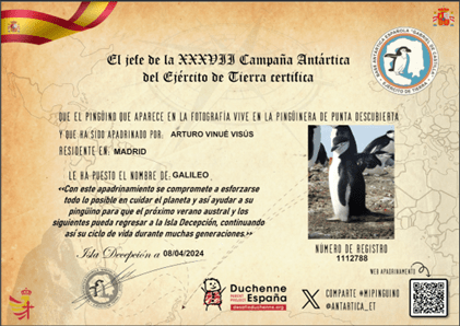 Diploma pingüinos