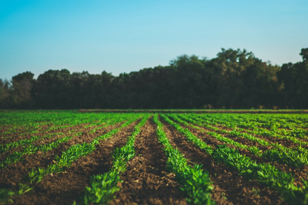 worldsoils