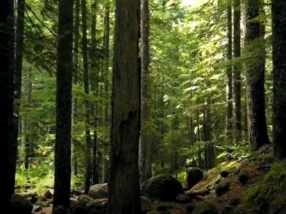 MySustainableForest