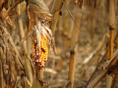 Water and food management