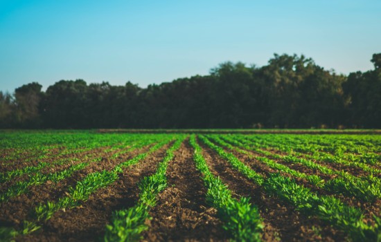 worldsoils